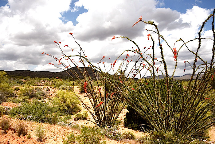 ocotillo in habitat