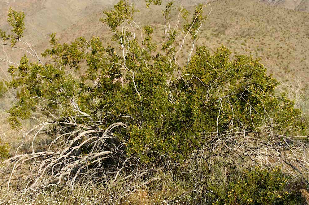 Premium Harvest Chaparral: what it is and why you want it