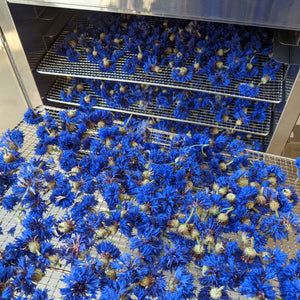 Blue Cornflowers (Centaurea cyanus), Whole, Certified Organic, PNW Grown