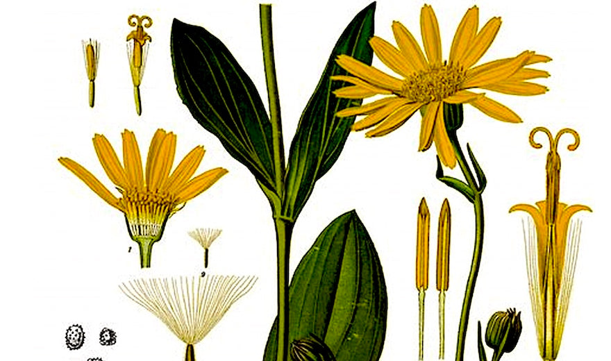 Spotlight on Pure Arnica Oil and Pure Arnica Salve