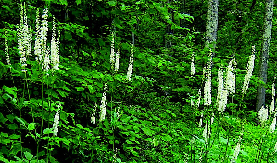 Spring Bulk Herb Clearance Sale