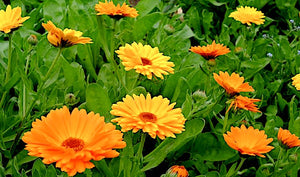 Spotlight on Pure Calendula OIl and Salve