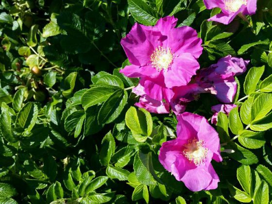 Understanding Herbs and Modern Medicine With Em’s Herbals