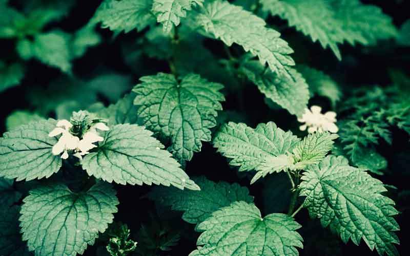 Seasonal Allergies and You