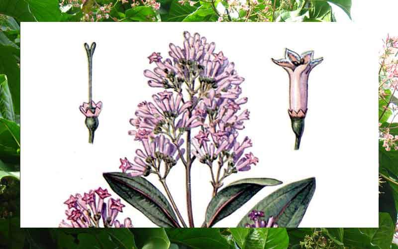 1493: Uncovering the New World Columbus Created