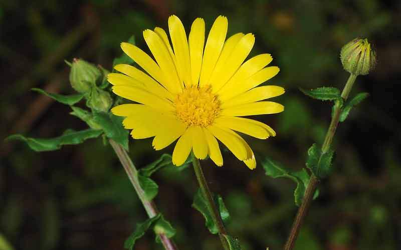 The Calendula is Blooming!