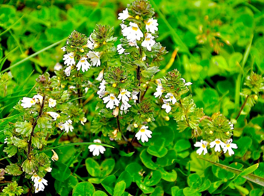 Eyebright and Sage: Two of your best friends in the pollen zone!