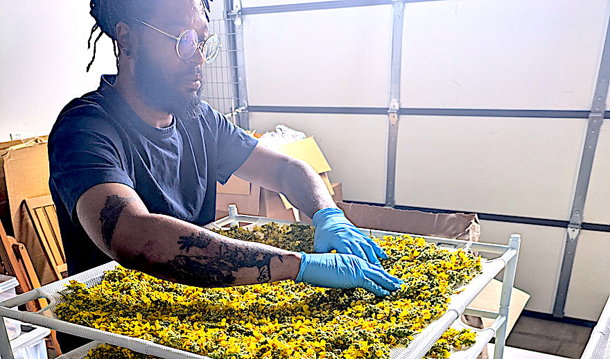 Coming Soon: Pure Mullein Flower Infused Oil