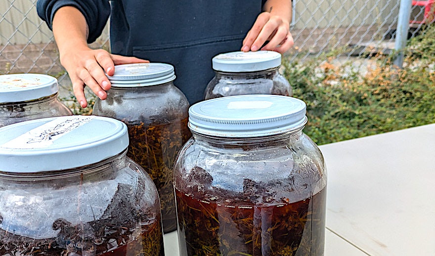 Freshly Harvested St. John's Wort Flowers Make a Superb Infused Oil