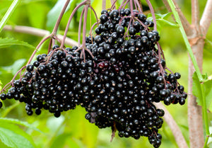 Elder(berry) Wisdom for Winter Wellness