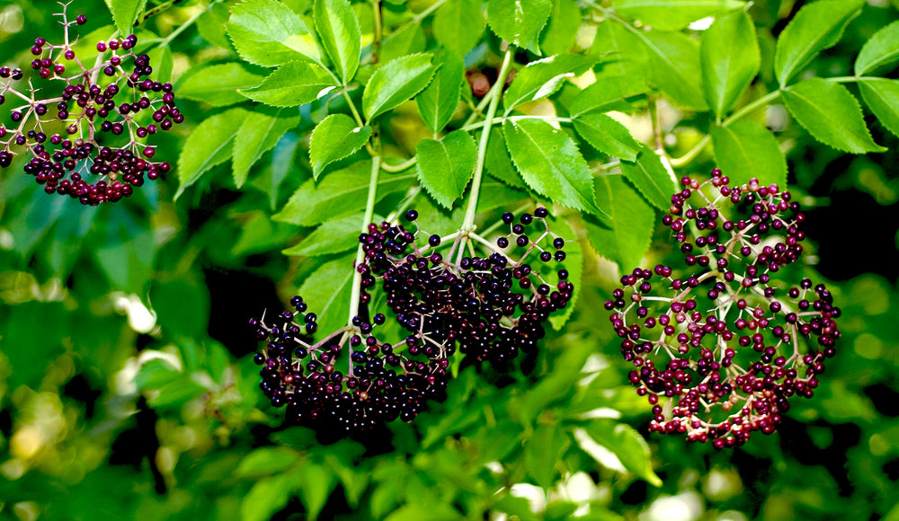 Midwestgrown, Freezedried, Premium Harvest Elderberries! emsherbals