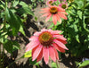 Why Native Plants Matter: Herbs That Support Local Ecosystems