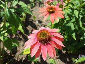 Why Native Plants Matter: Herbs That Support Local Ecosystems