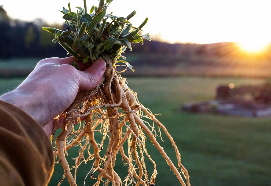 Fall Inventory Sale: 20% Off Selected Herbs