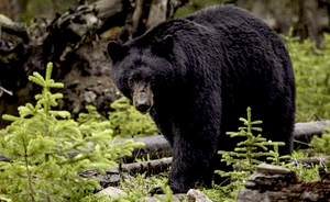 Black Bear: Oshá Root is also called Bear Medicine