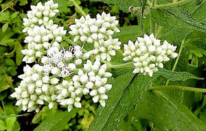 Plants have a genius for self-defense, and they can help protect us