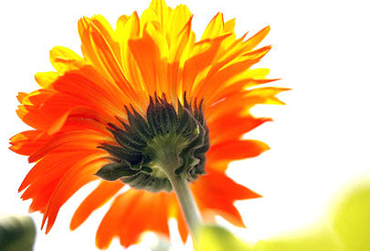 Relieve those sore, chapped hands with Calendula!