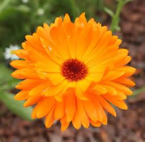 7 Great Reasons You Need Our Pure Calendula Salve