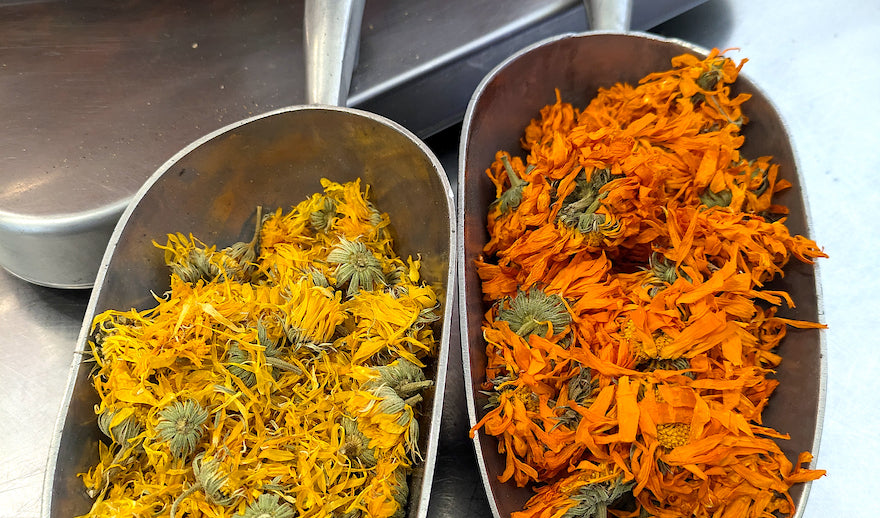 Simply Superb: Premium Harvest Calendula Flowers