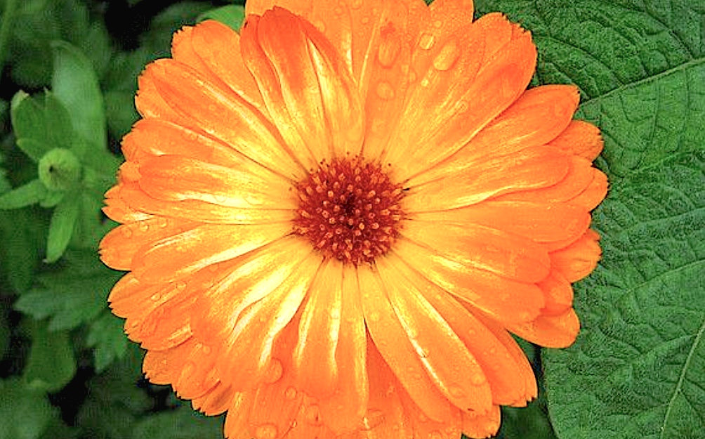 In All Seasons, Calendula is Your Skin’s Best Friend!