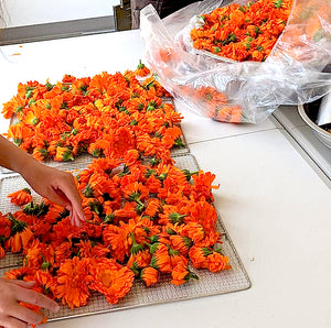 Premium Harvest Calendula Flowers: Local is Incredible!