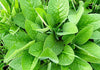 The Many Benefits of Comfrey Leaf