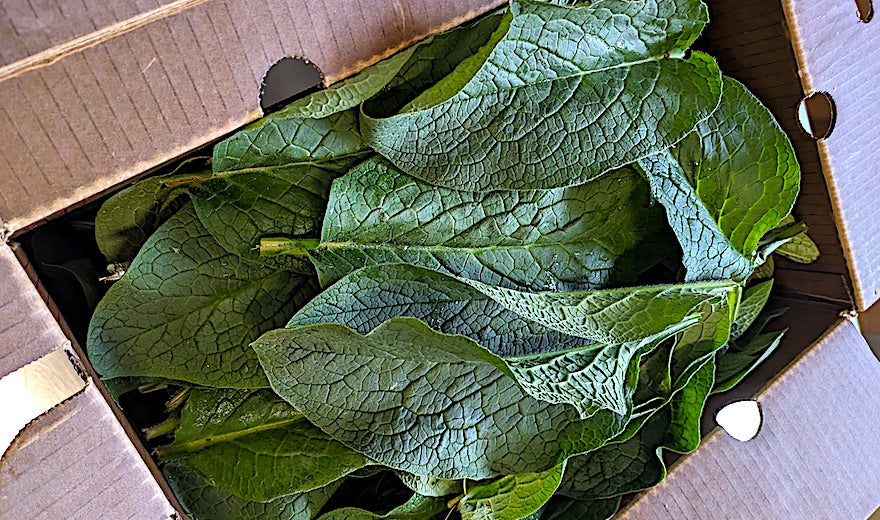 Seasonal Specialty: Pure Comfrey Leaf Oil!