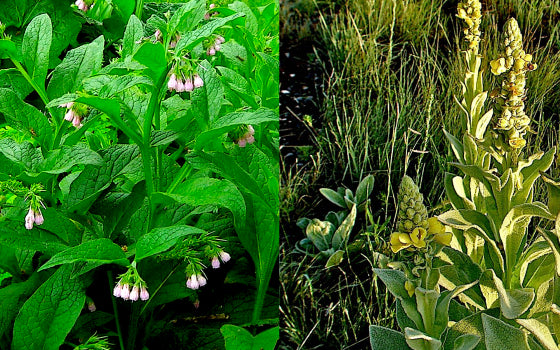 Spotlight on Infused Oils: Comfrey Leaf & Mullein Flower