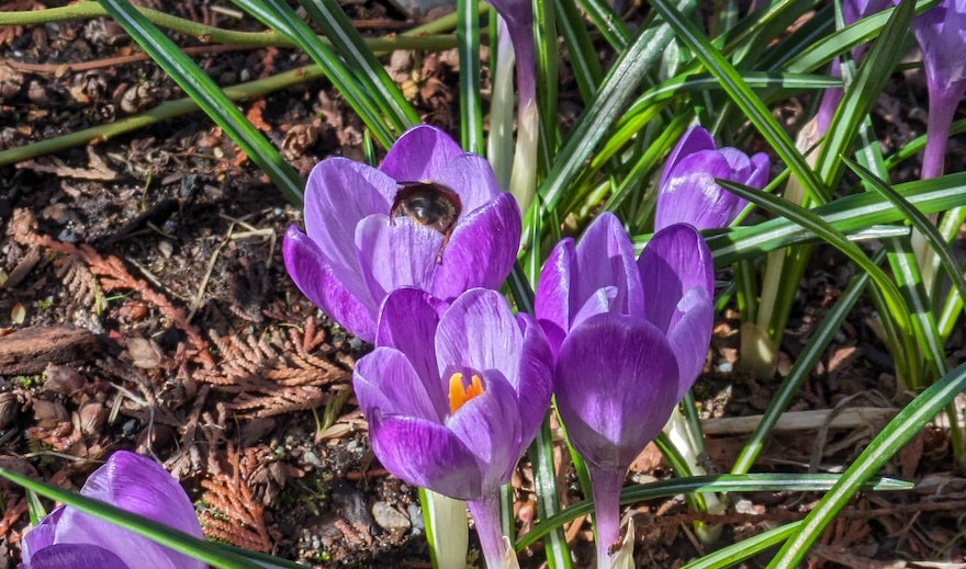 Spring on the Way!