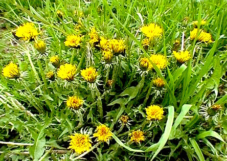 "Moving Targets" Bulk Herb Discounts IV: Herbs for Detoxification