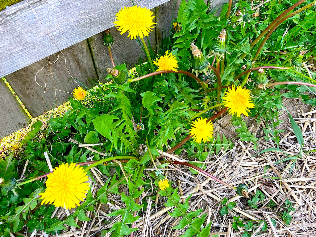 Spring Cleaning Time, with Super Detox Weeds