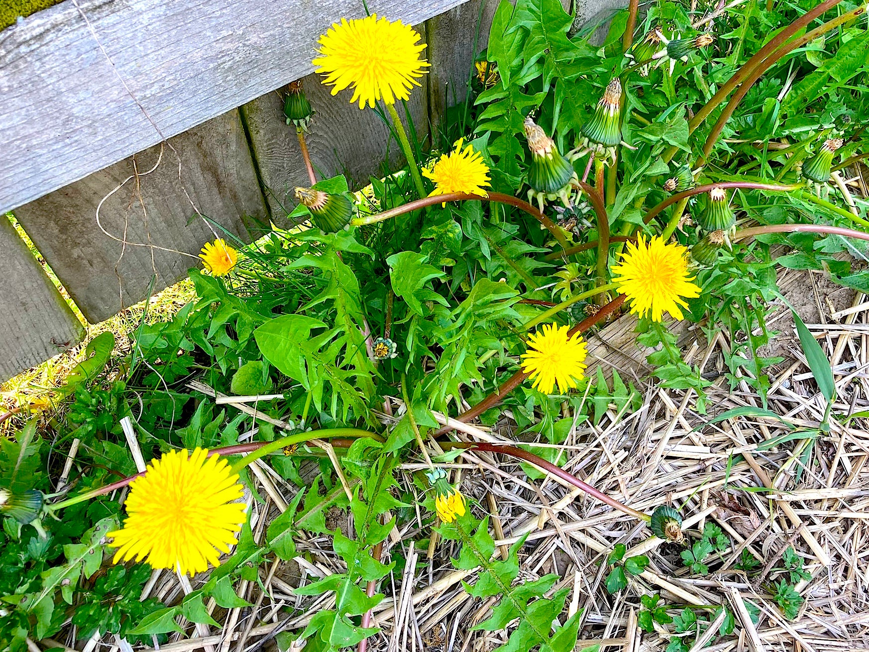 Spring Cleaning Time, with Super Detox Weeds