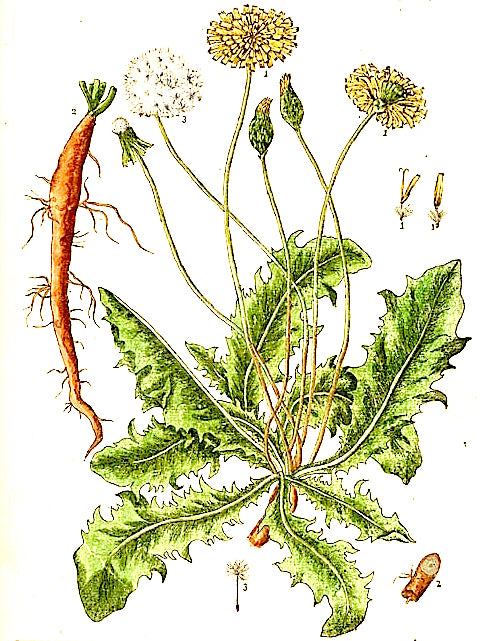 Spring 2021 Newsletter