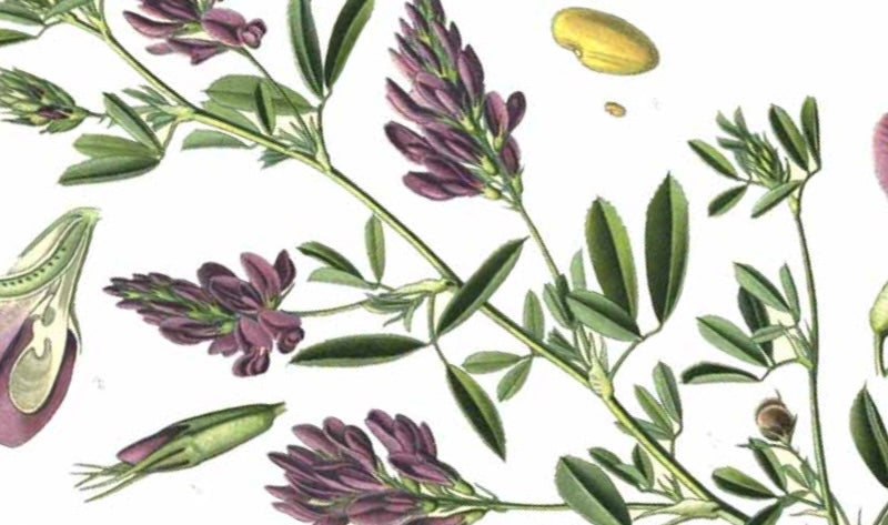 Alfalfa: The Deep-Rooted Tonic Herb