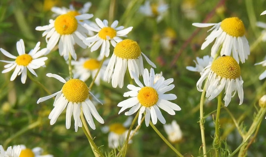 10 Fun Facts about Chamomile - The Wonder Herb