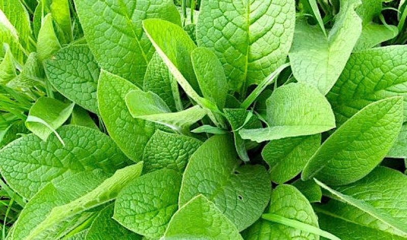 The Many Benefits of Comfrey Leaf