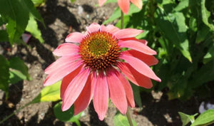 Why Native Plants Matter: Herbs That Support Local Ecosystems