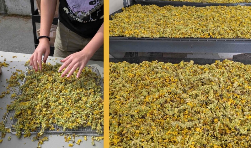 The Joy Of Summer Harvest