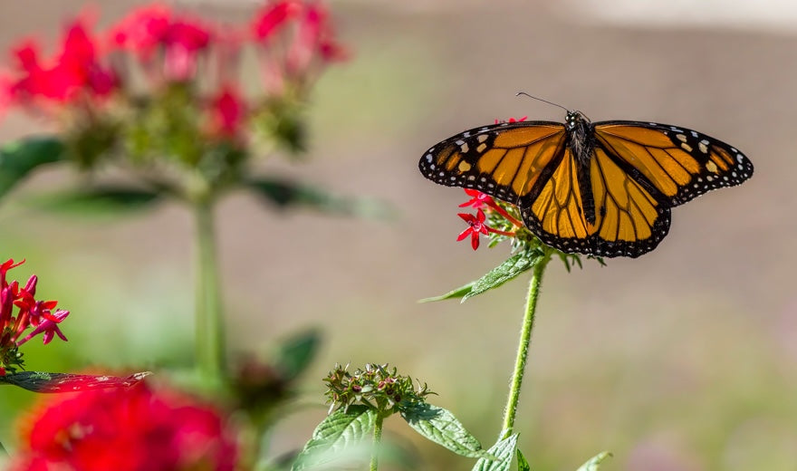 Herbal Insect Repellants for Summer: Gentle Ways to Share Space with Nature