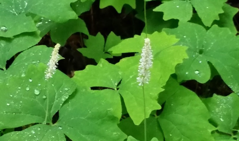 Why Plant Diversity Matters (And 10 Ways Herbs Help)