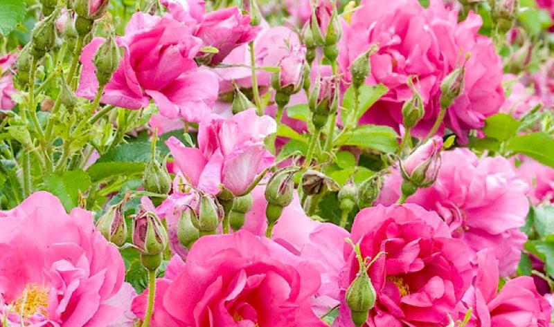 Why We Love Rose Petals in Tea (and Other Uses We Love)