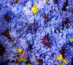 Blue Cornflowers are here!