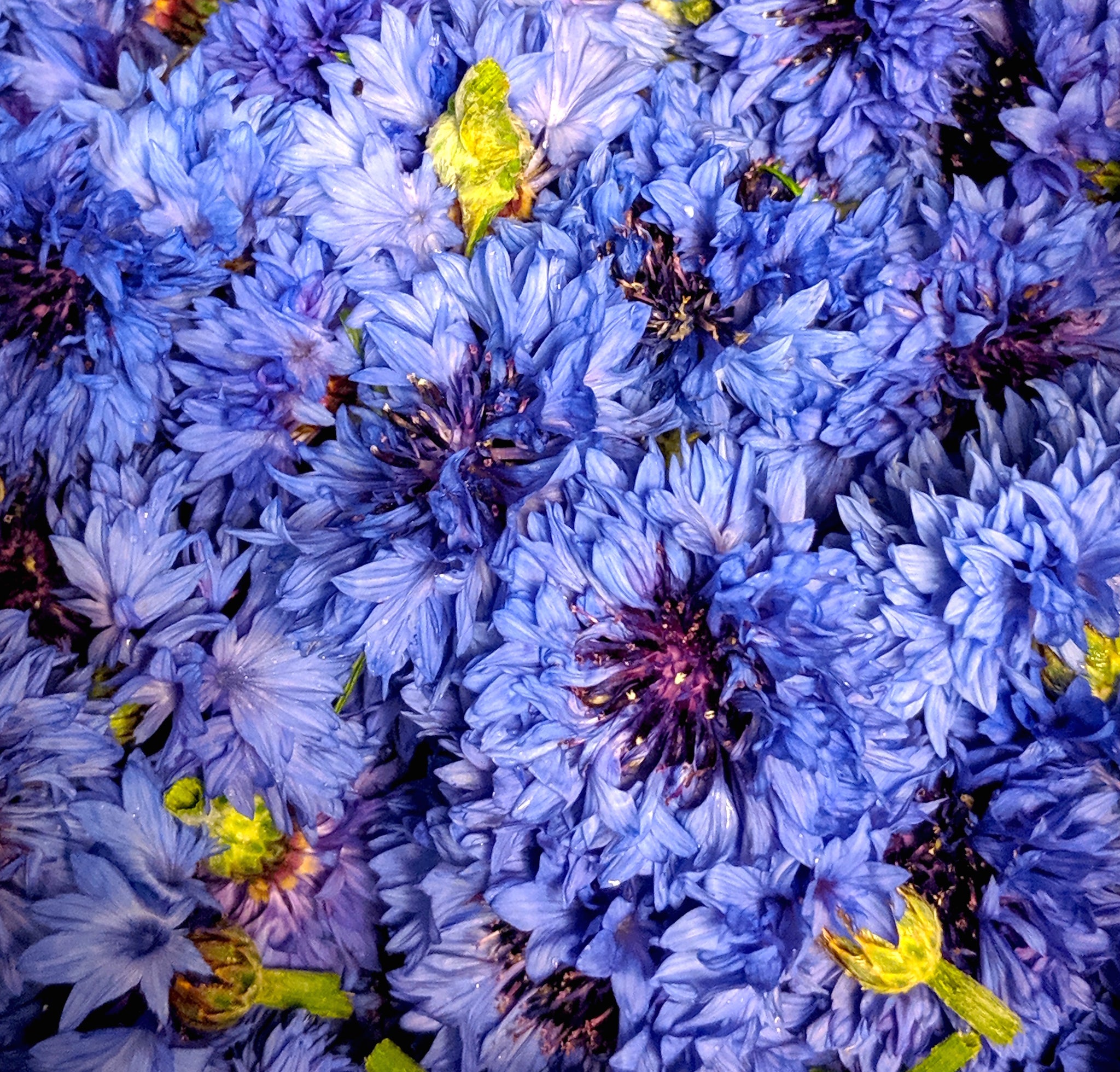 Premium Harvest Herbs: Locally Grown Blue Cornflowers