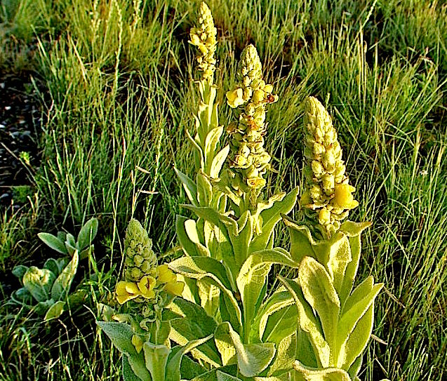 “Moving Targets” Bulk Herb Discounts II: Cold & Cough Relief