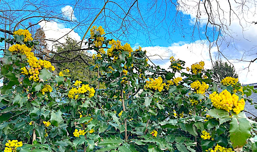 Oregon Grapes Abloom—Spring is Here!