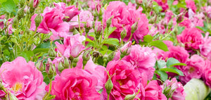 Why We Love Rose Petals in Tea (and Other Uses We Love)