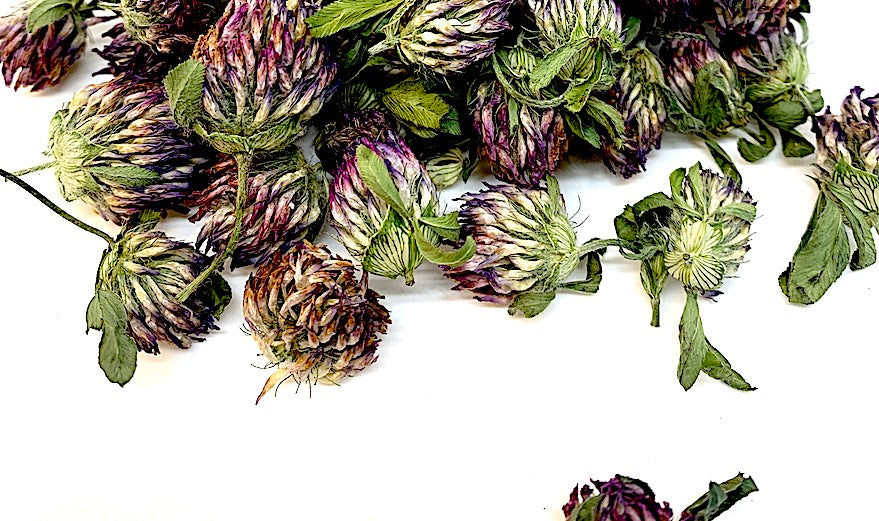 Spotlight on Premium Harvest Herbs