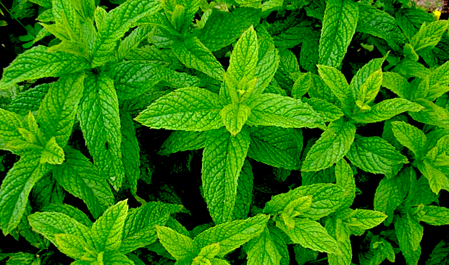 Spotlight on Em's Herbal Tea