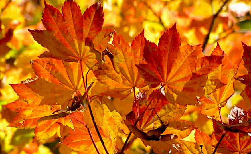 Fall Newsletter 2023