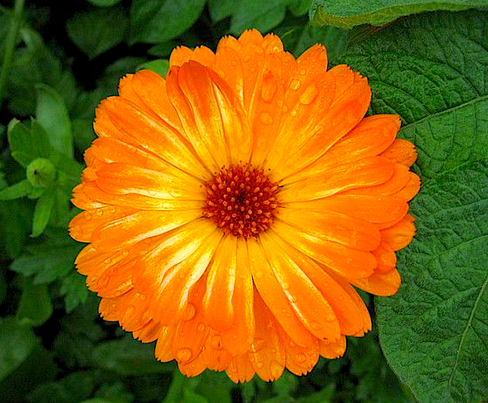 Calendula Products